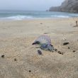 Alerta: Presença de caravelas-portuguesas nas praias do concelho