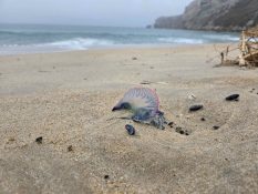 Alerta: Presença de caravelas-portuguesas nas praias do concelho